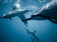 吃瓜不定时黑,揭秘娱乐圈幕后风云