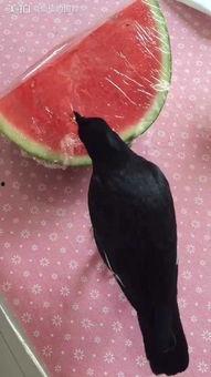 西西小鱼吃瓜,揭秘娱乐圈幕后故事