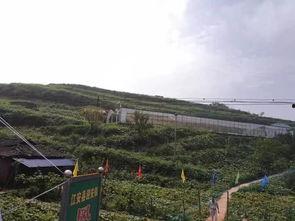 曹县大寨吃瓜事件,一场吃瓜引发的乡村振兴热潮