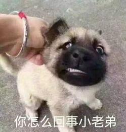 吃瓜小狗表情包,趣味横生的网络文化现象