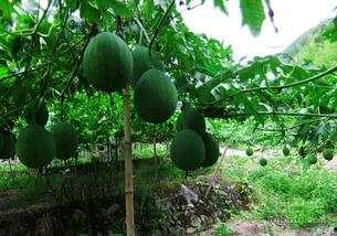 吊瓜树上的吊瓜如何吃,吊瓜的食用方法与营养解析