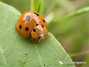 吃瓜叶子的瓢虫,一场生态平衡的奇妙邂逅