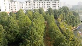 秃头少女在线吃瓜,揭秘娱乐圈幕后故事