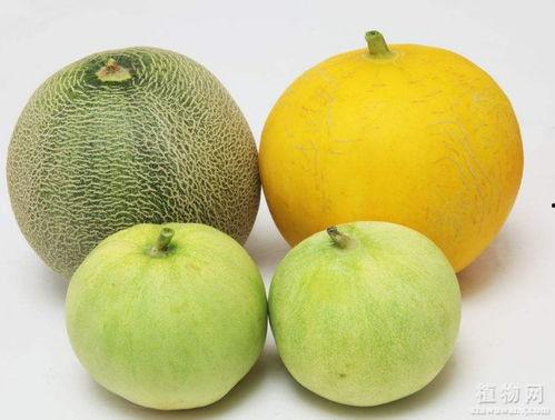 为什么吃瓜嗓子难受,原因及缓解方法