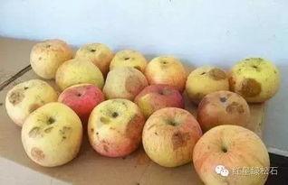 吃瓜嘴里是苦味,揭秘吃瓜嘴苦的奥秘