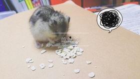 仓鼠吃瓜馕,瓜馕新宠，萌宠美食日记