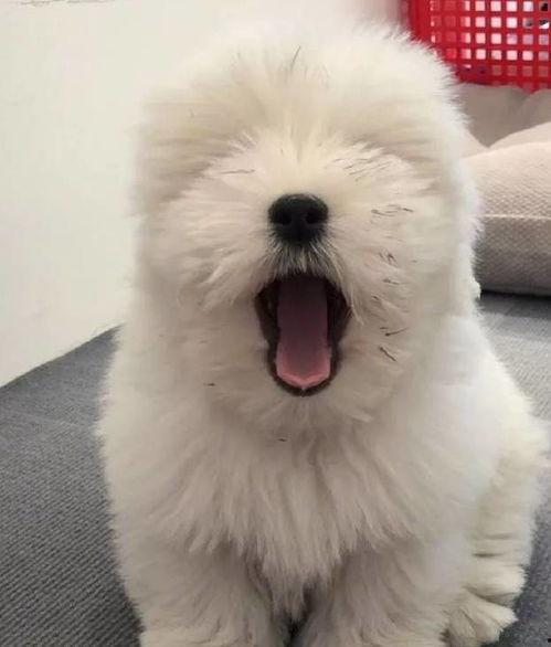 泰迪吃瓜群众视频