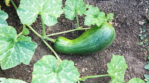 瓠瓠瓜怎么吃,解锁健康美味新选择