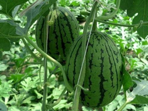 带你吃大瓜重庆,带你吃遍地道“大瓜”