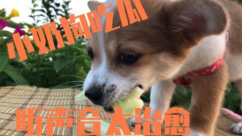 小狗怎么吃瓜